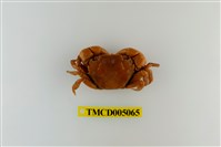 藏品(絨毛近方蟹)的圖片